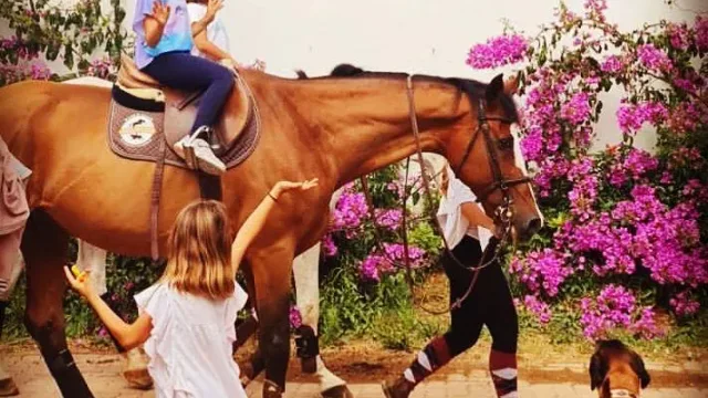 História da Equitação em Portugal — Das Batalhas Medievais à Alta Escola